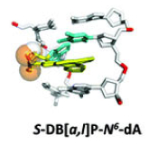 Dibenzo_[a_l]_pyrene_derived_lesion_-_TACC.jpg